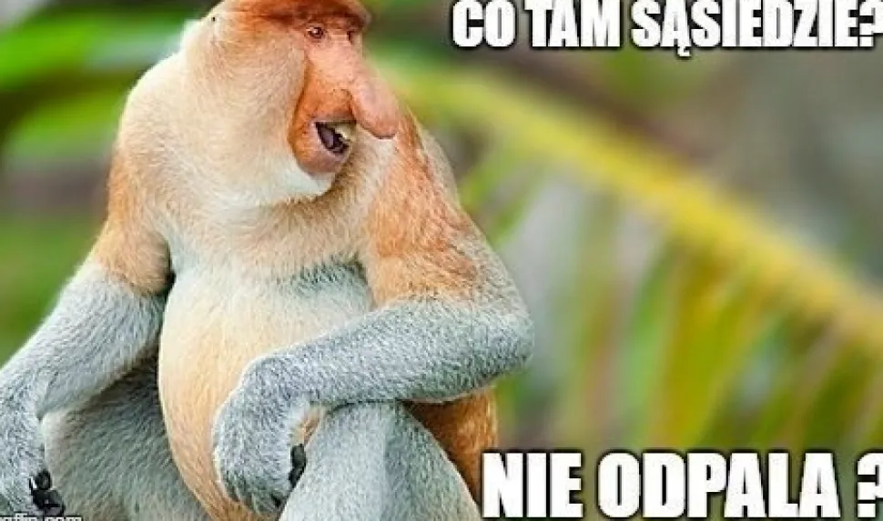Maska "nosacz polski" Janusz