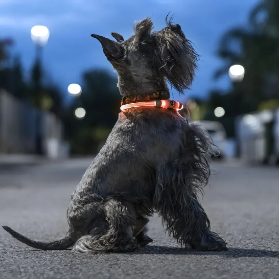 Świecąca obroża LED dla zwierząt InnovaGoods