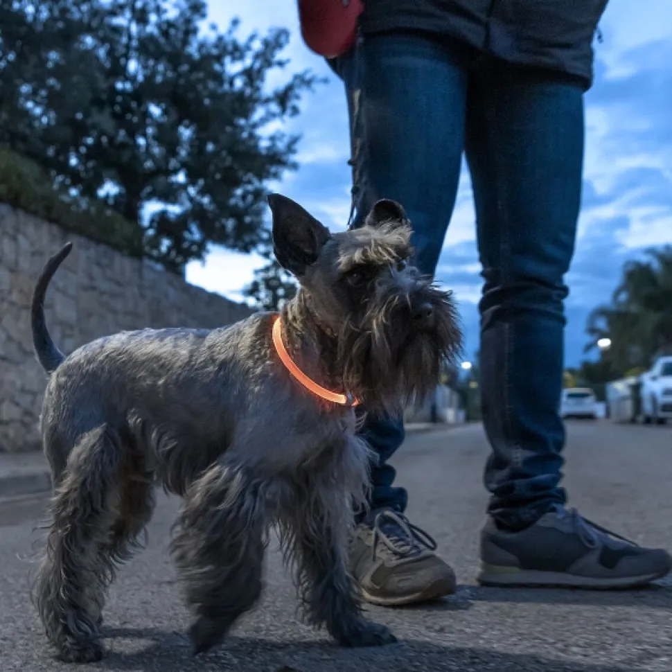 Świecąca obroża LED dla zwierząt InnovaGoods